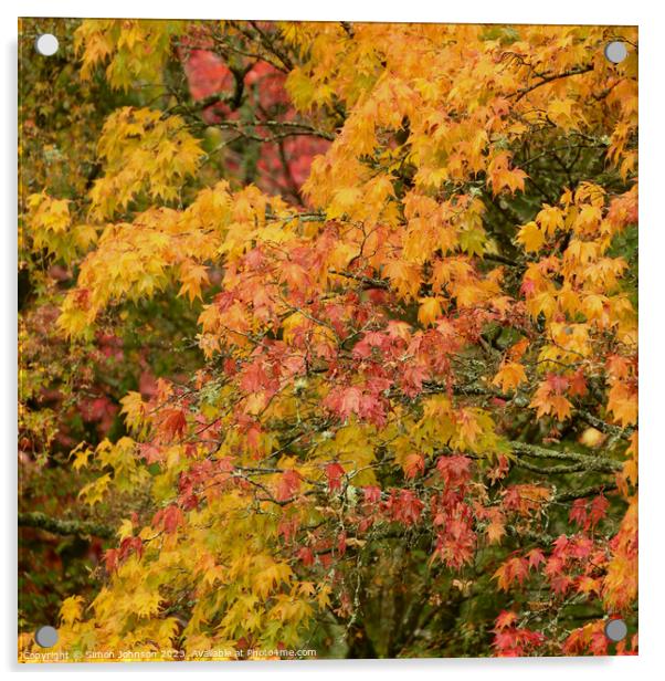 Acer autumn leaves  Acrylic by Simon Johnson