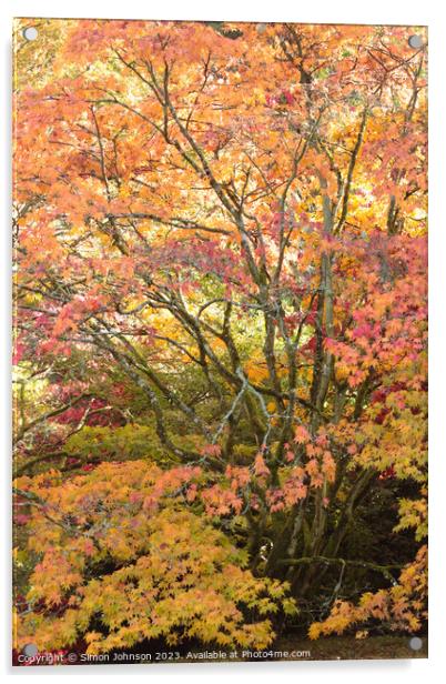 Acer tree Acrylic by Simon Johnson