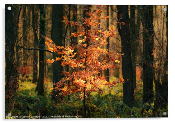 Sunlit autumnal tree Acrylic by Simon Johnson