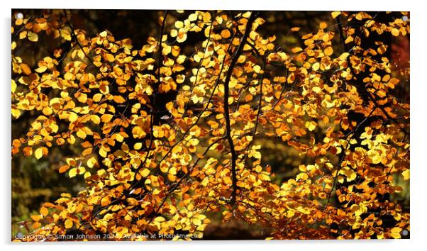 sunlit beech leaves Acrylic by Simon Johnson