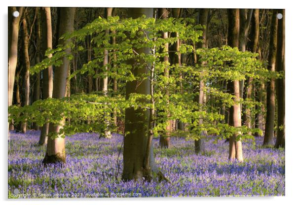 Bluebell woodland Acrylic by Simon Johnson