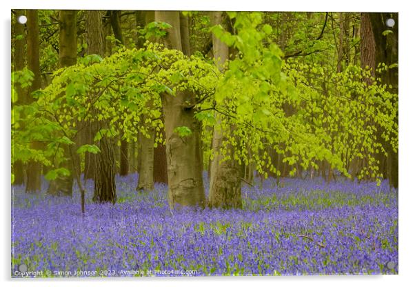 Beech Woodland and Bluebells  Acrylic by Simon Johnson