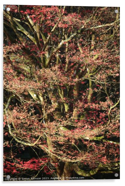 Acer tree  soft focus Acrylic by Simon Johnson