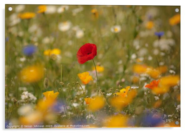 Poppy flower soft focus Acrylic by Simon Johnson