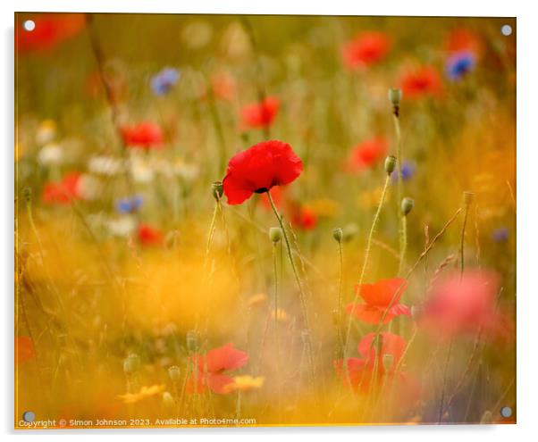 Poppy flower Acrylic by Simon Johnson