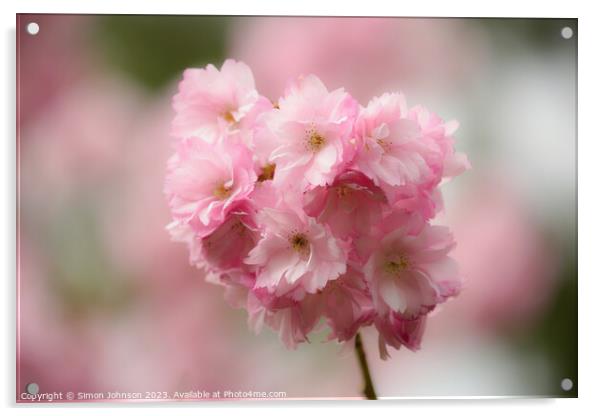 Pimk Cherry Blossom Acrylic by Simon Johnson