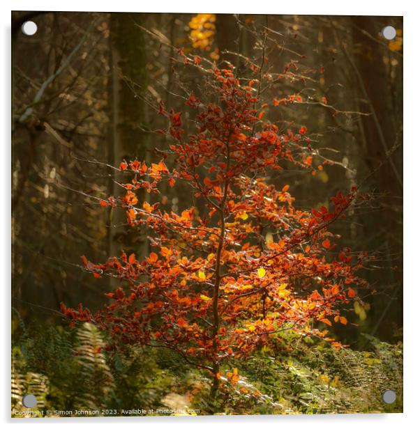 Sunlit Beech tree Acrylic by Simon Johnson