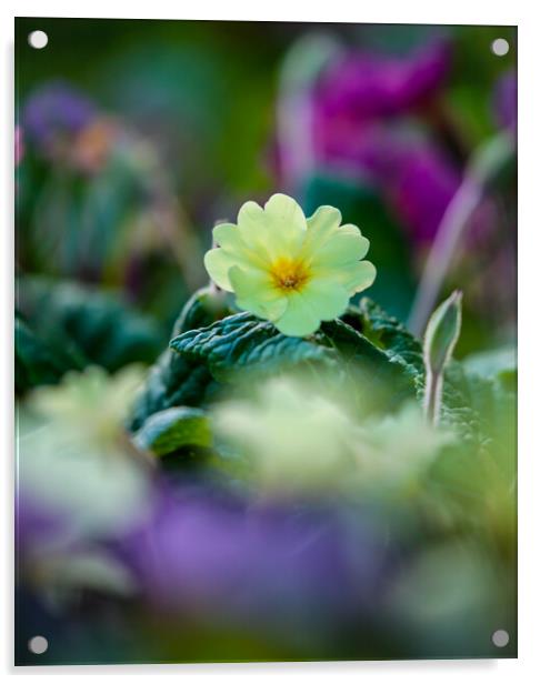 Sunlit primrose Acrylic by Simon Johnson