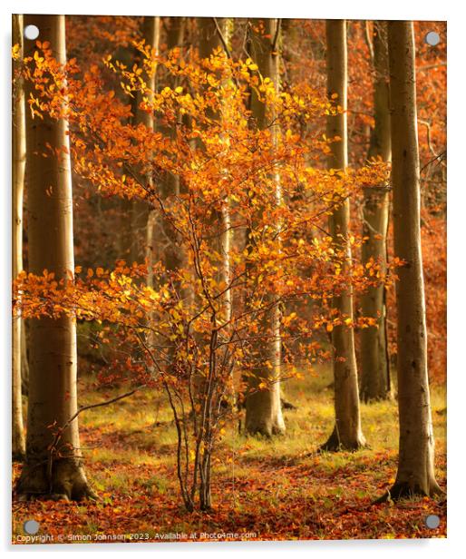 sunlit autumn tree Acrylic by Simon Johnson