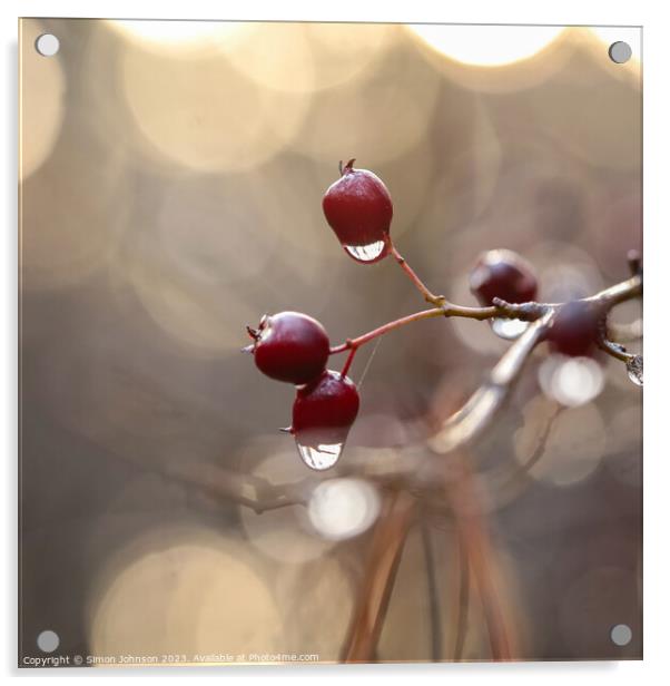 hawthorn with dew drops Acrylic by Simon Johnson