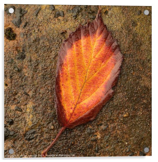 Autumn leaf Acrylic by Simon Johnson