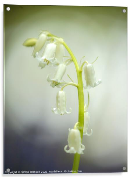 A close up of a white bell flower Acrylic by Simon Johnson