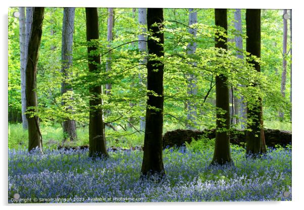 Beech Woodland and Bluebells Snowshill Woodland Co Acrylic by Simon Johnson