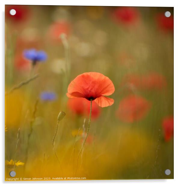 sunlit Poppy, soft focus Acrylic by Simon Johnson