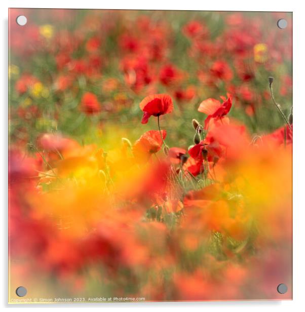 Poppy explosion Acrylic by Simon Johnson