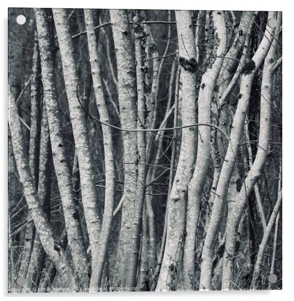 tree trunks Acrylic by Simon Johnson