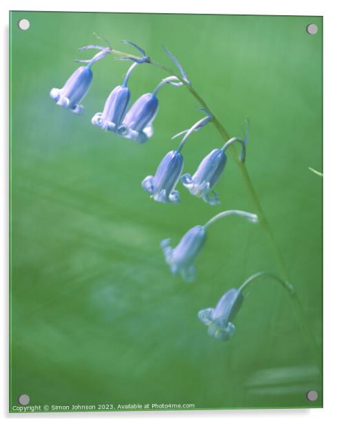 A close up of  a bluebell flower  Acrylic by Simon Johnson