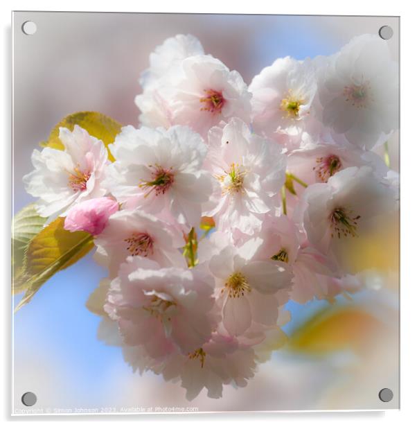 Blossom  Acrylic by Simon Johnson