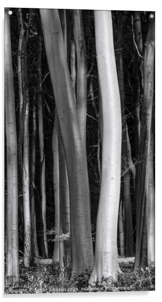  tree trunks light and dark Acrylic by Simon Johnson