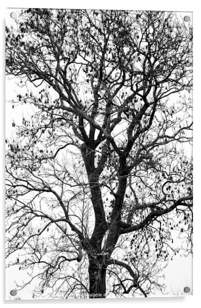 Tree profile in monochrome  Acrylic by Simon Johnson