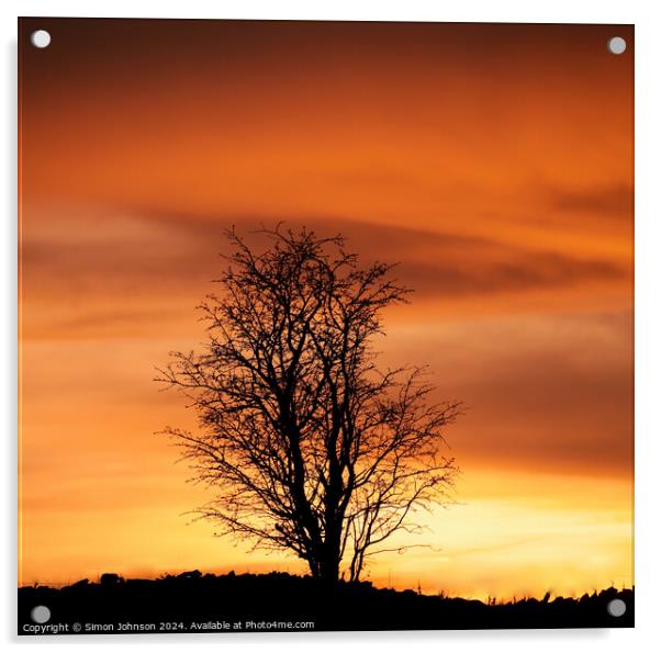 Tree silhouette  at Sunset Acrylic by Simon Johnson