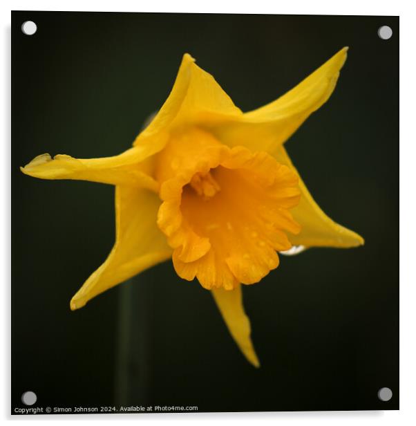 Daffodil  flower Acrylic by Simon Johnson