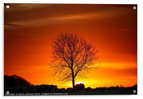 tree silhouette  at sunrise Acrylic by Simon Johnson