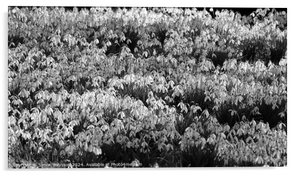 Sunlit Snowdrops in Monochrome  Acrylic by Simon Johnson