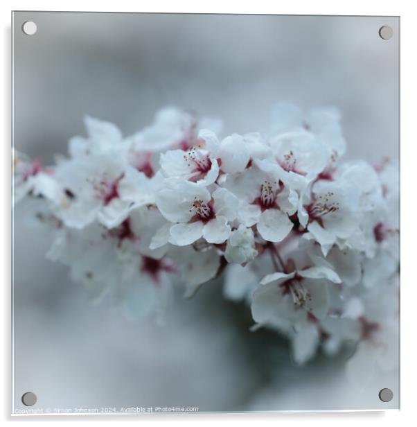 A close up of spring Cherry Blossom Acrylic by Simon Johnson