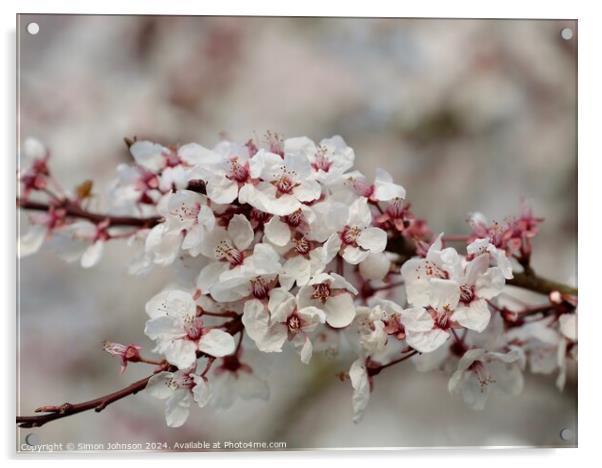 spring Cherry Blossom Acrylic by Simon Johnson