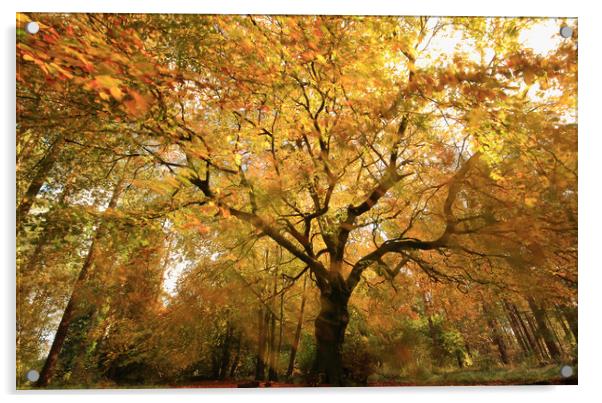 autumnal woodland Acrylic by Simon Johnson
