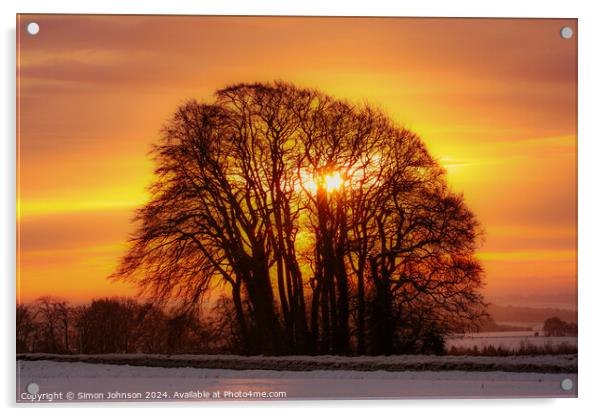 Tree silhouette at  sunrise Acrylic by Simon Johnson