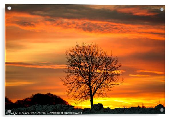 Tree silhouette at sunrise Acrylic by Simon Johnson