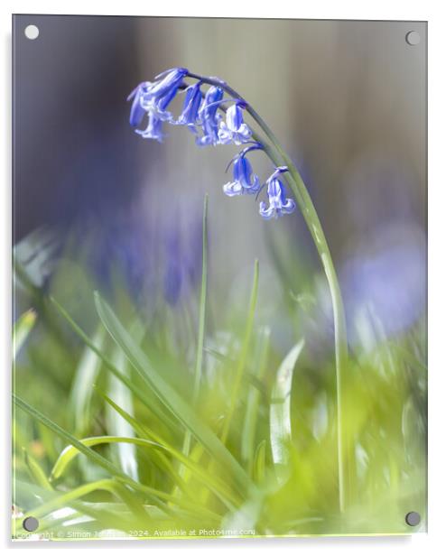 A close up of a bluebell flower Acrylic by Simon Johnson