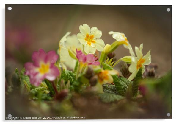 Primrose flowers  Acrylic by Simon Johnson