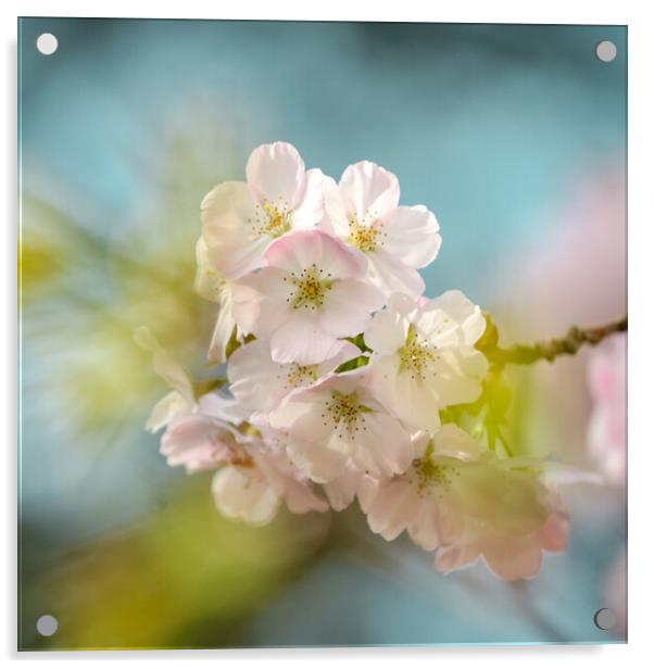 spring cherry blossom Acrylic by Simon Johnson