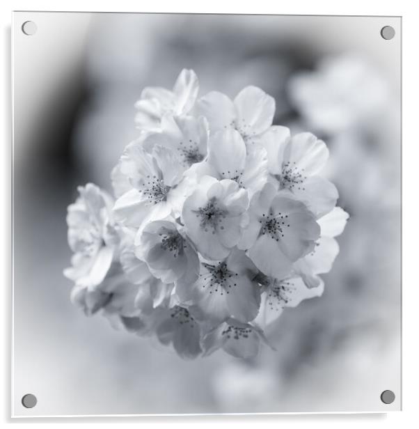  spring blossom in Monochrome  Acrylic by Simon Johnson