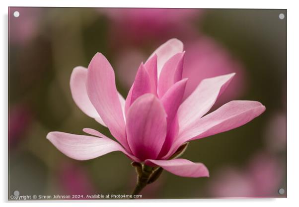 Pink Magnolia flower Acrylic by Simon Johnson