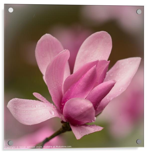 Pink magnolia  flower Acrylic by Simon Johnson
