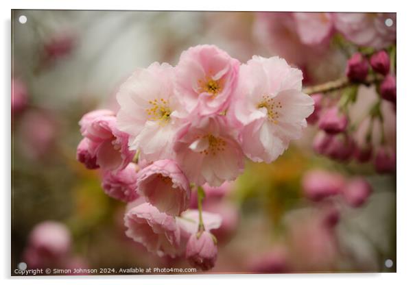 Cherry Blossom  Acrylic by Simon Johnson