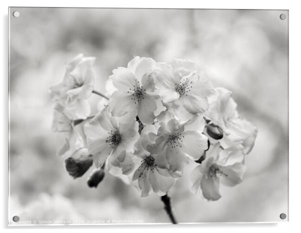 spring Blossom in Monochrome Acrylic by Simon Johnson