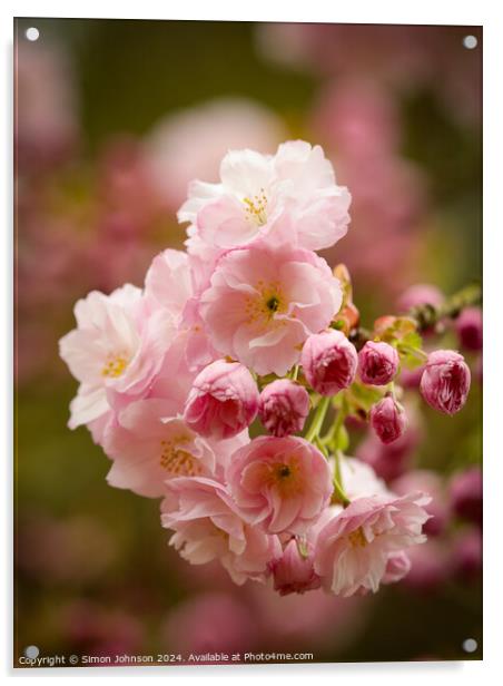  Cherry Blossom, Acrylic by Simon Johnson