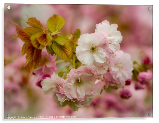 Spring Cherry Blossom  Acrylic by Simon Johnson