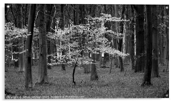 Sunlit tree in monoch Acrylic by Simon Johnson