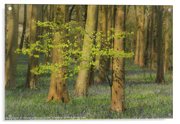 sunlit tree and bluebell woodland Acrylic by Simon Johnson