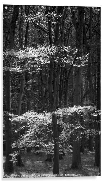Sunlit beech woodland  Acrylic by Simon Johnson