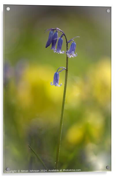 Bluebell flower  Acrylic by Simon Johnson