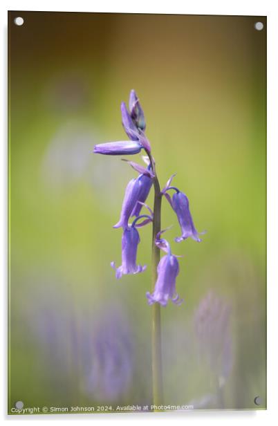 Bluebell flower  Acrylic by Simon Johnson