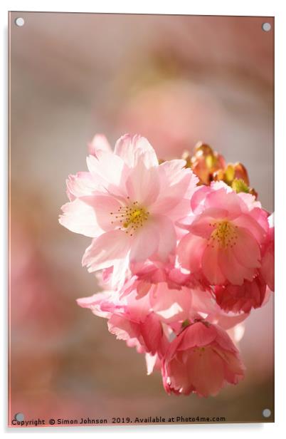 Cherry blossom Acrylic by Simon Johnson