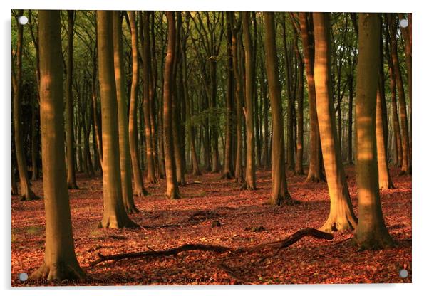 Sunlit Beech Woodland Acrylic by Simon Johnson